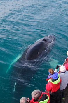 Whale Watching Eyjafjörður: From Árskógssandur — photo 2
