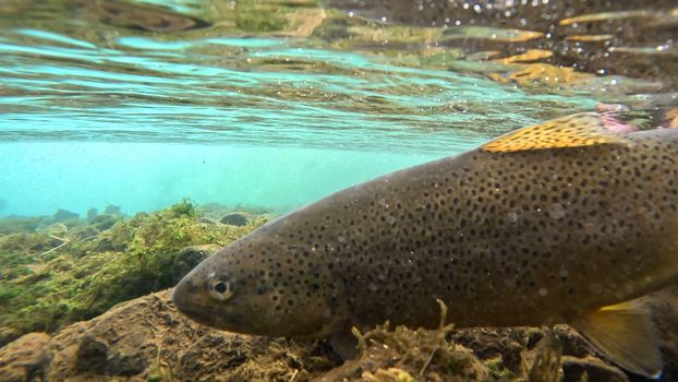 Full day fishing tour from Akureyri, Husavik or Myvatn — photo 8