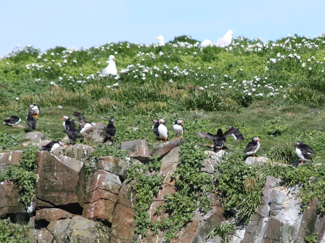 Puffin Tour