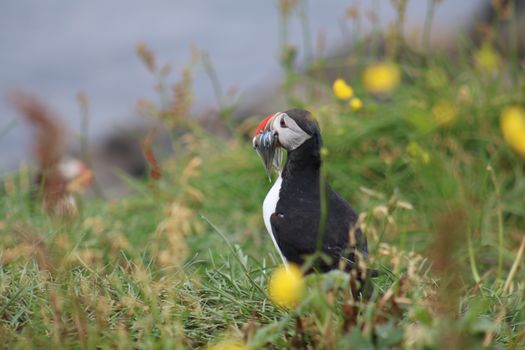 Reykjavík Premium Puffin Watching — photo 17
