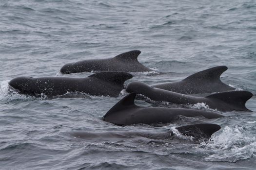 Whale Watching Hólmavík - Westfjords — photo 2