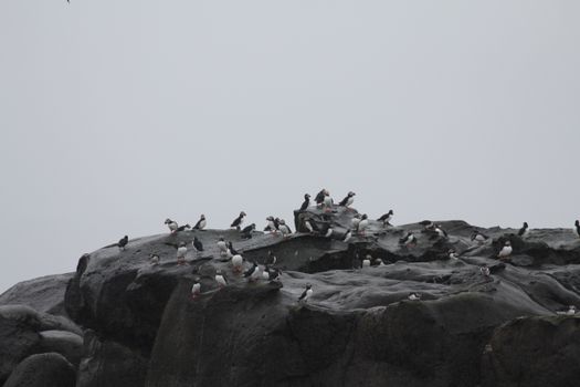 Premium Puffin Tour — photo 15