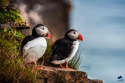 Vestmannaeyjar Day Tour — photo 13