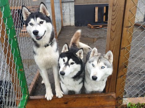 Siberian Husky Kennel Visit — photo 7