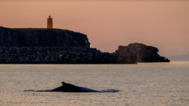 Akureyri Express Whales in the Midnight Sun — photo 5