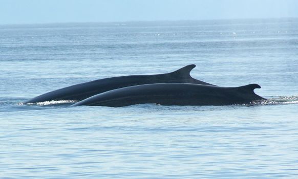 RIB Express - Whale Whatching- from Downtown Reykjavik — photo 9