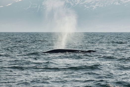 Húsavík: Small-Family Run, Responsible Whale Watching — photo 13