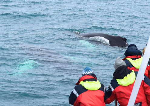 Húsavík: Small-Family Run, Responsible Whale Watching — photo 21