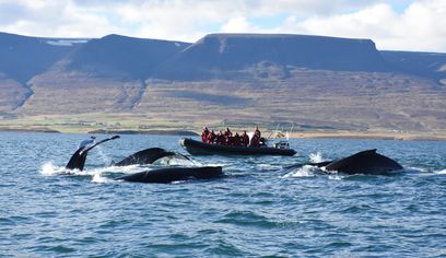 Akureyri Express Whales & Eyjafjord