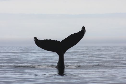 Akureyri Classic Whale Watching — photo 8