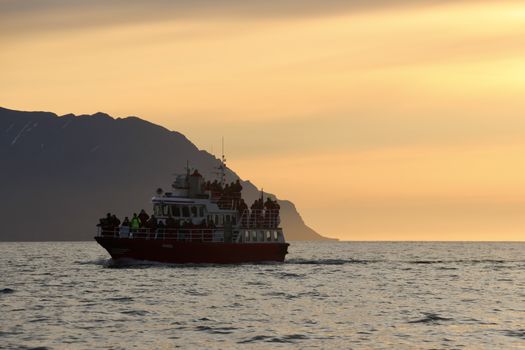 Akureyri Classic Whales in the Midnight Sun — photo 15