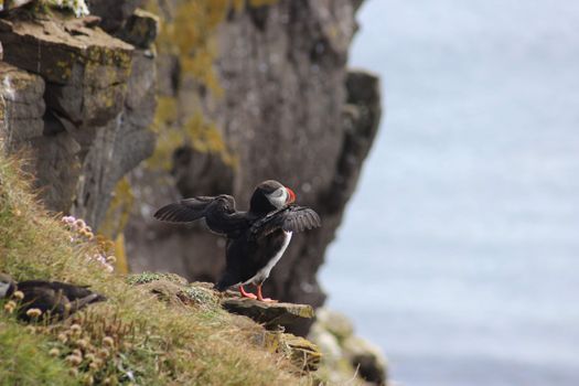 Grímsey Puffin Walk — photo 6