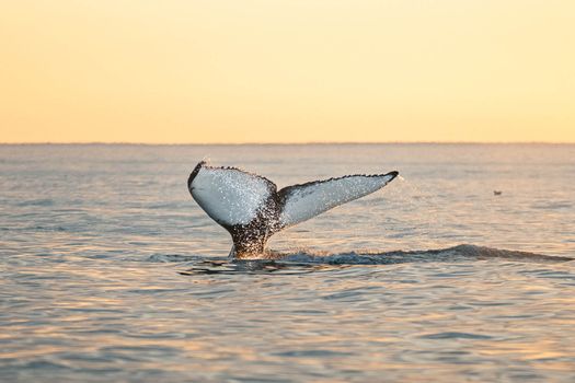 Midnight Sun Whale Watching from Húsavík — photo 3