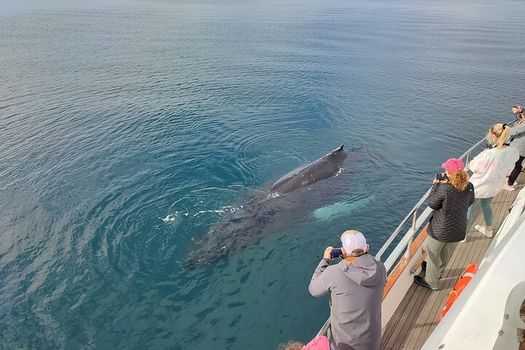 Whale Watching & Dolphin Yacht Cruise — photo 8