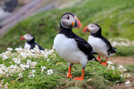 Vestmannaeyjar Day Tour — photo 12