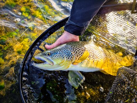 Full day fishing tour from Akureyri, Husavik or Myvatn — photo 11