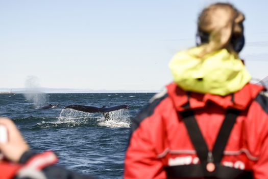 Akureyri Express Whales & Eyjafjord — photo 2