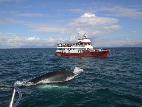 ATV & Whale Watching — photo 3