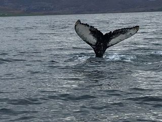 Whale Watching Tour w/ Transfer from Akureyri — photo 15
