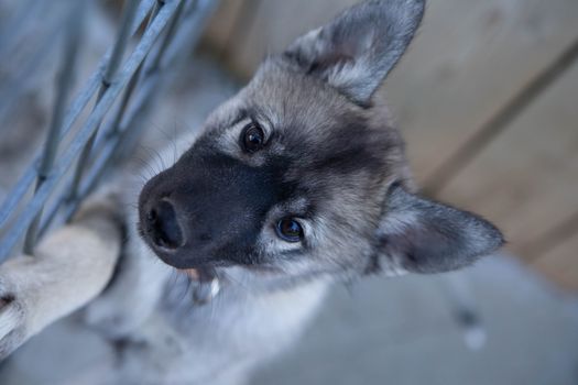 Husky Park - Kennel Visit — photo 2