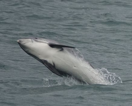 Whale Watching Cruise from Reykjavík — photo 12