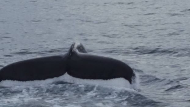 Whale Watching Tour w/ Transfer from Akureyri — photo 2