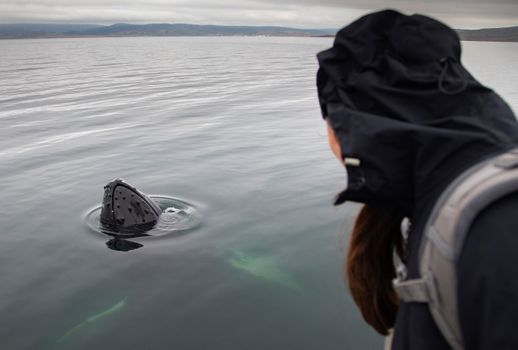 Whale Watching Hólmavík - Westfjords — photo 8