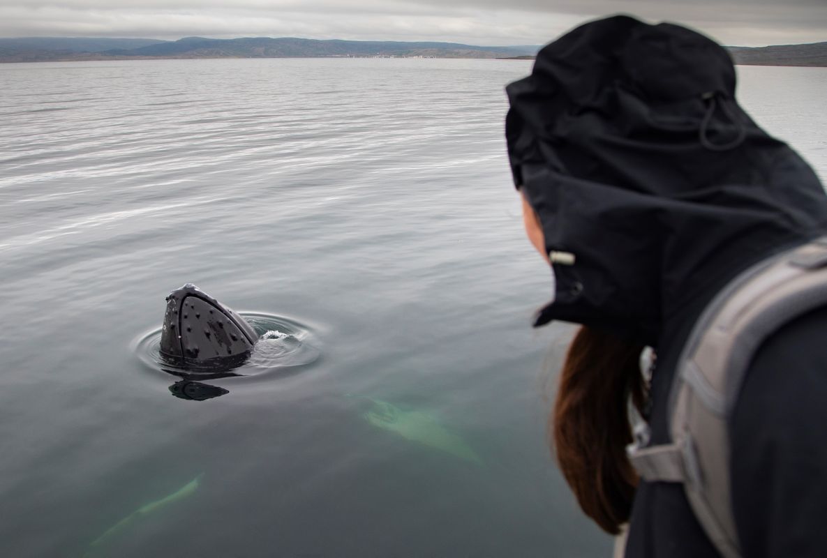 Whale Watching Hólmavík - Westfjords, photo 8 of 9