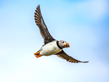 Puffin Watching Yacht Cruise from Downtown Reykjavík – Small Group Experience — photo 5
