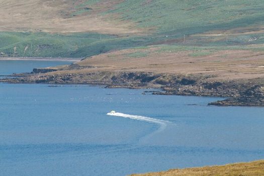 Viking Wildlife RIB Adventure — photo 7