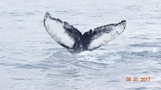 Whale Watching Tour w/ Transfer from Akureyri — photo 14