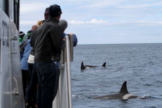 Whale Watching Ólafsvík - Snaefellsnes — photo 2