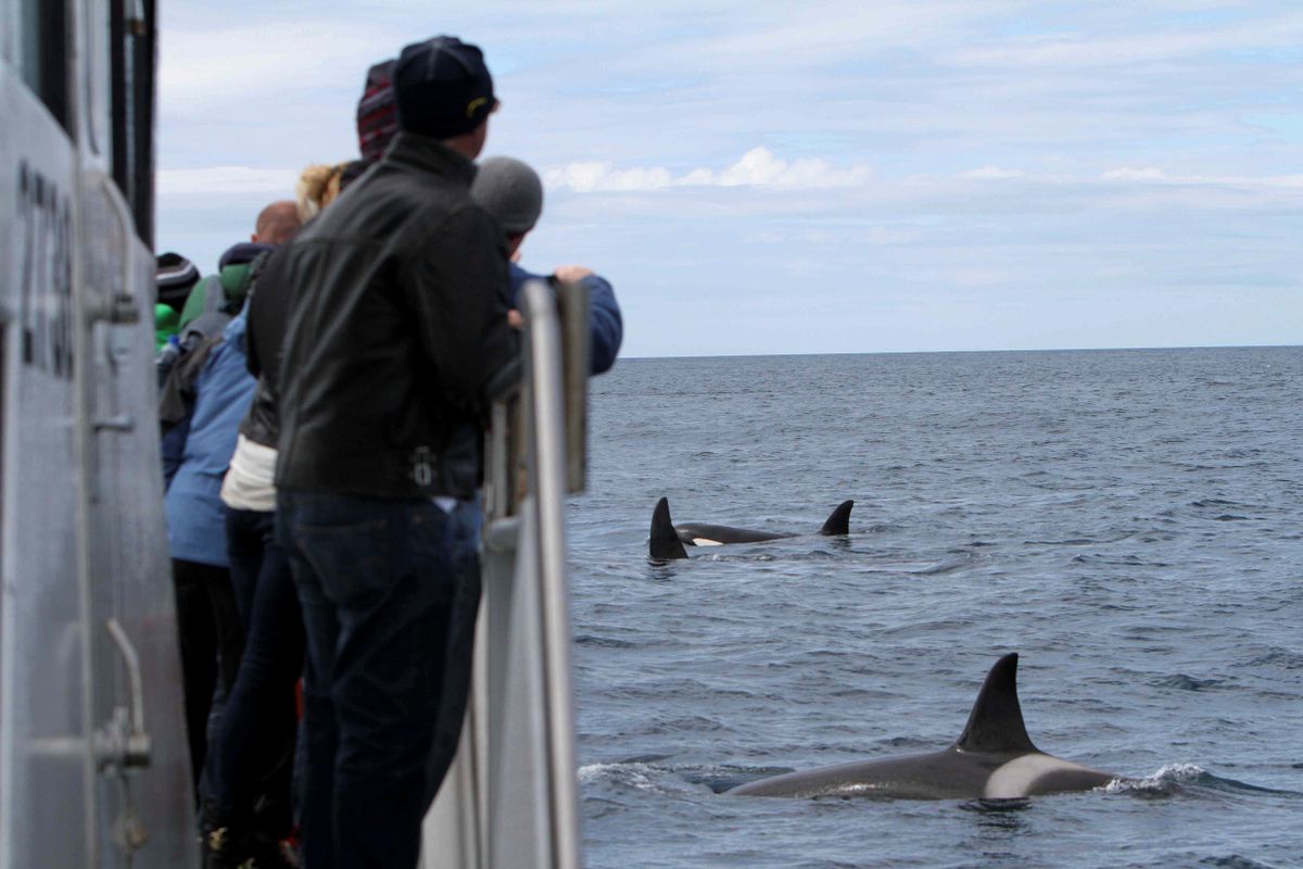 Whale Watching Ólafsvík - Snaefellsnes, photo 2 of 9