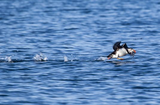 Puffin Express by RIB Speedboat — photo 4