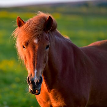 Whales & Horses — photo 3