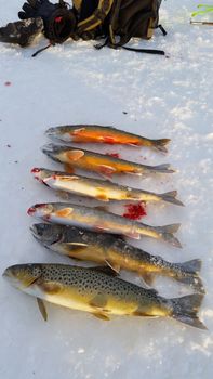 Ice fishing tour from Akureyri — photo 7