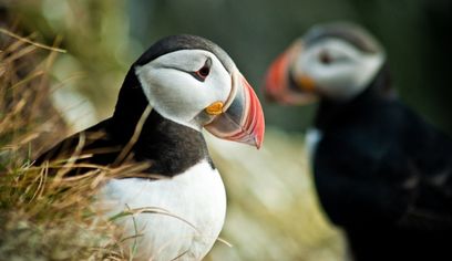 Puffin Express