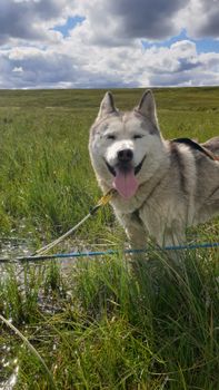 Siberian Husky dry land Dog sledding — photo 10