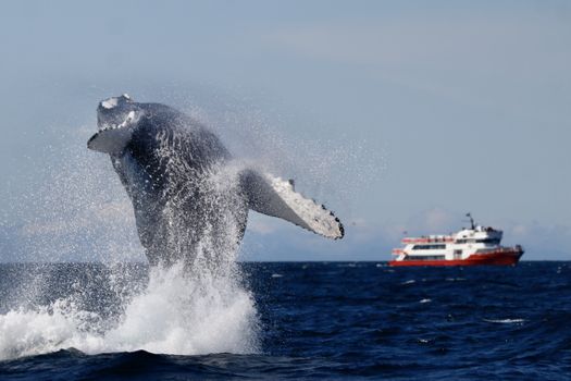 Reykjavík Whales & Puffins — photo 24
