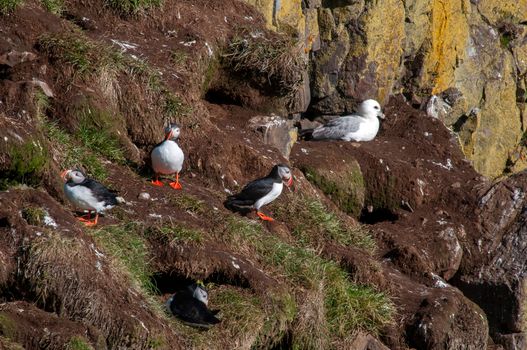 Seyðisfjörður: Puffins, Reindeer & Eastfjords Tour — photo 13