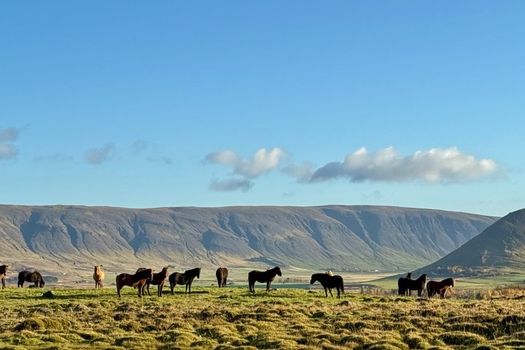 Private Golden Circle Tour from Reykjavik — photo 7