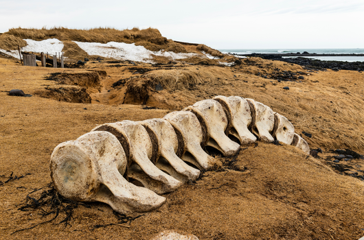 Snaefellsnes Private Tour At Iceland’s West Coast of Wonders — photo 17
