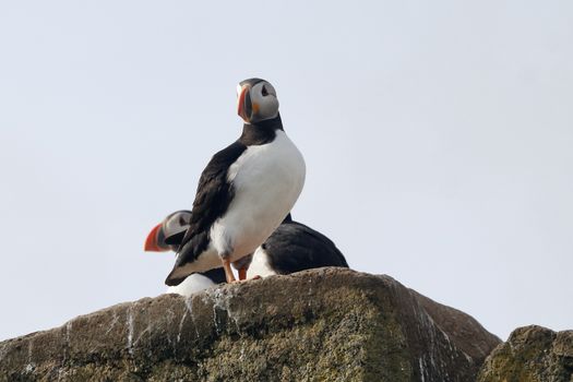Reykjavík Whales & Puffins — photo 18