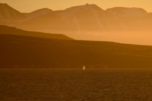 Akureyri Classic Whales in the Midnight Sun — photo 9
