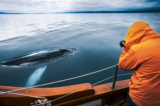Silent Whale Watching (Carbon-Neutral) — photo 2