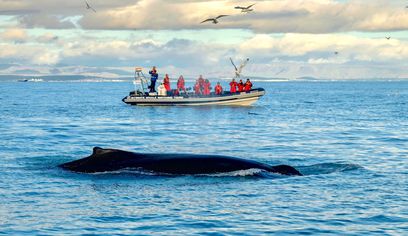 Reykjavík Premium Whale Watching