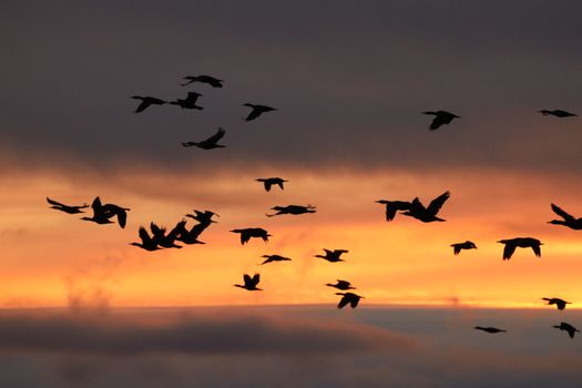 Reykjavík Premium Whales in the Midnight Sun — photo 11