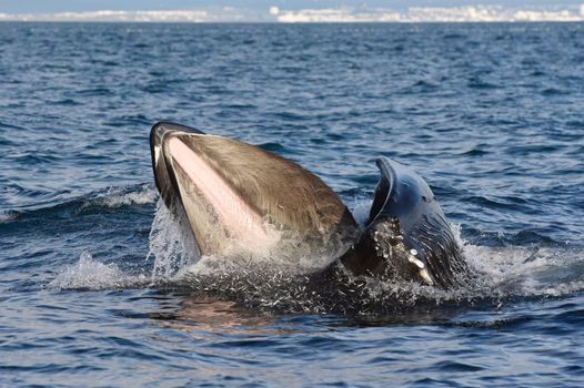 Reykjavík Premium Whale Watching — photo 4