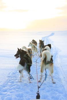 Dog Sledding Near Reykjavik — photo 23