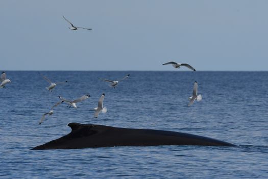 Húsavík: Small-Family Run, Responsible Whale Watching — photo 11